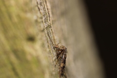 Psectrotanypus varius