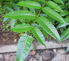 Magnoliopsida