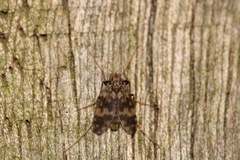Psectrotanypus varius