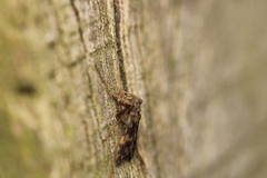 Psectrotanypus varius