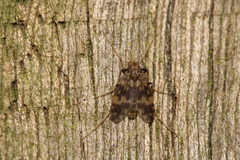 Psectrotanypus varius