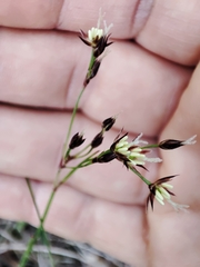 Luzula forsteri