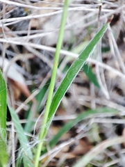 Luzula forsteri
