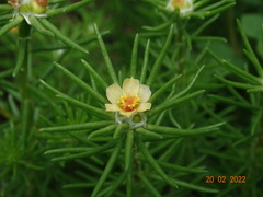 Portulaca elatior