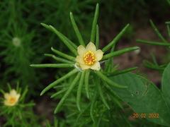 Portulaca elatior