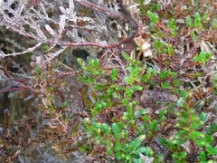 Calluna vulgaris