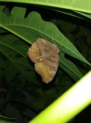 Junonia hedonia