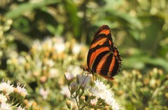 Dryadula phaetusa