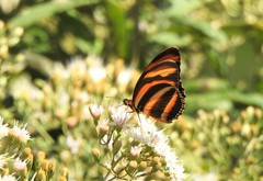 Dryadula phaetusa