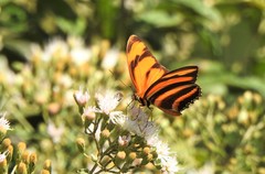 Dryadula phaetusa
