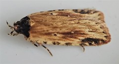Agonopterix atrodorsella