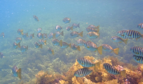 Girella zebra