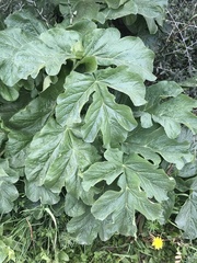 Magydaris pastinacea