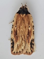 Agonopterix atrodorsella