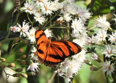 Dryadula phaetusa