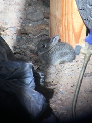 Sylvilagus idahoensis