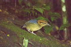 Hydrornis schneideri