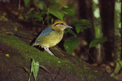 Hydrornis schneideri