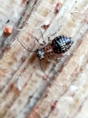 Cerobasis