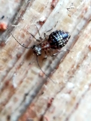 Cerobasis