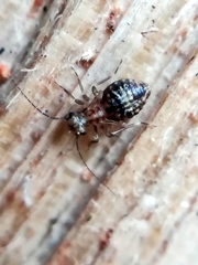 Cerobasis