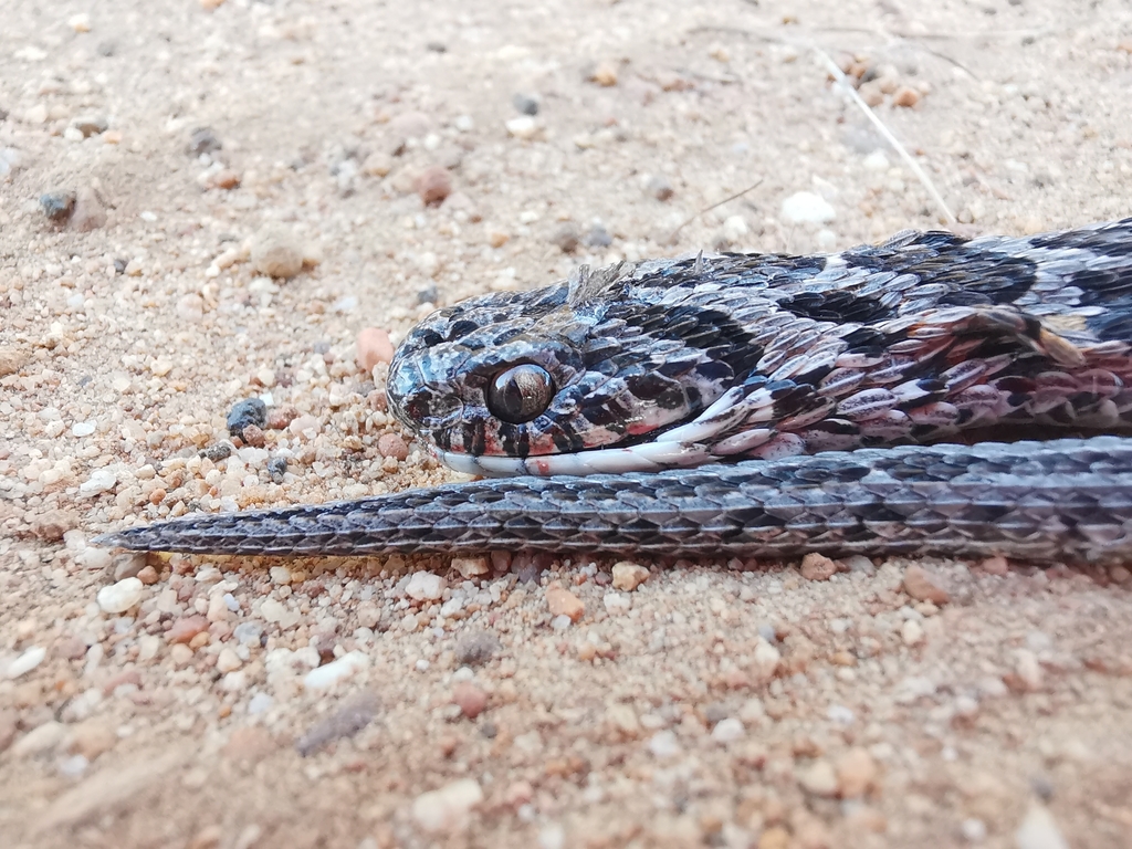 Egg Eating Snake From Overstrand Local Municipality South Africa On   Large 