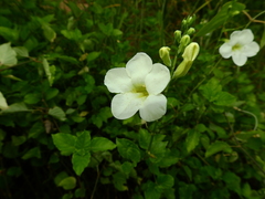 Asystasia gangetica gangetica