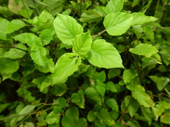 Asystasia gangetica gangetica