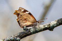 Libytheana carinenta