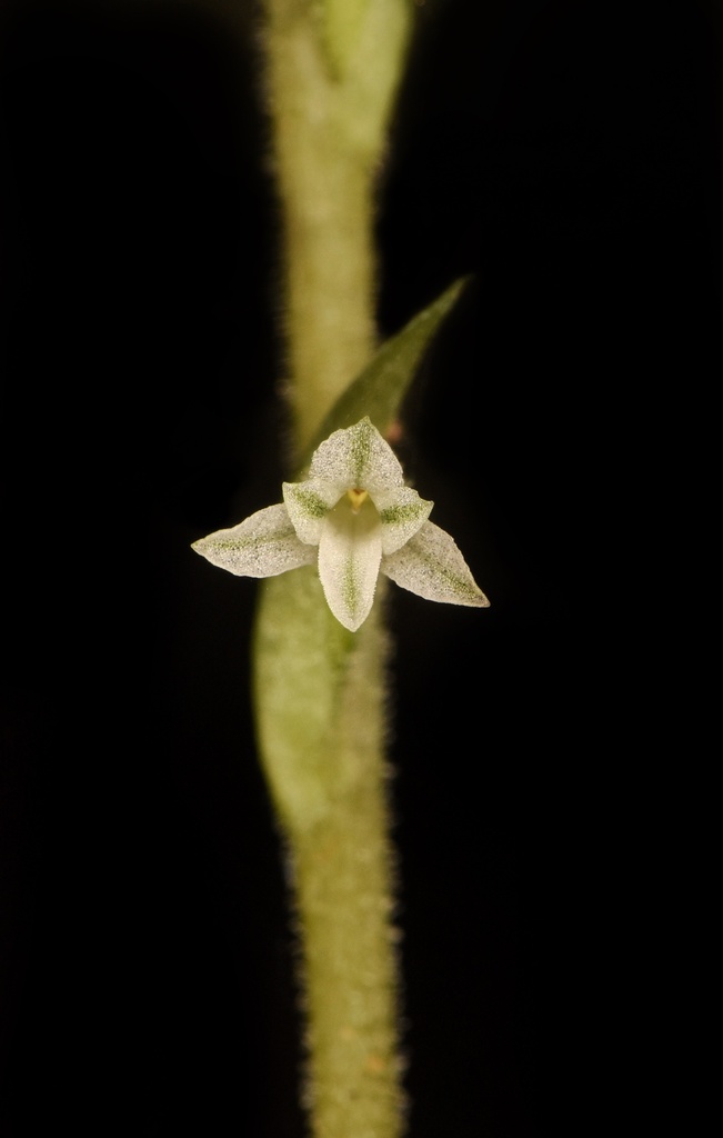 Beloglottis costaricensis (gahahjhidjie) · iNaturalist
