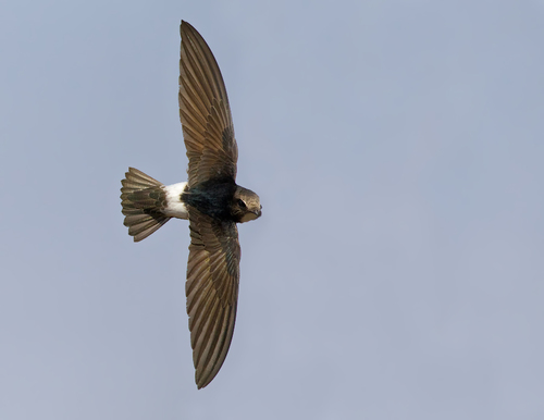 Little Swift