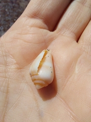 Conus guanche