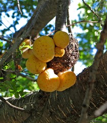 Cyttaria hariotii