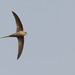 African Palm-Swift - Photo (c) Paul Cools, some rights reserved (CC BY-NC)