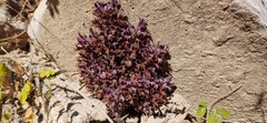 Aphyllon cooperi palmeri