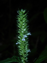 Lepidagathis alopecuroidea