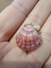 Bractechlamys corallinoides