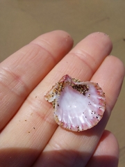 Bractechlamys corallinoides