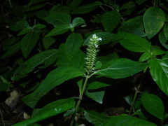 Lepidagathis alopecuroidea