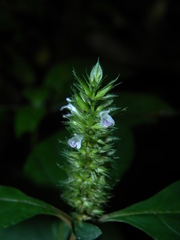Lepidagathis alopecuroidea