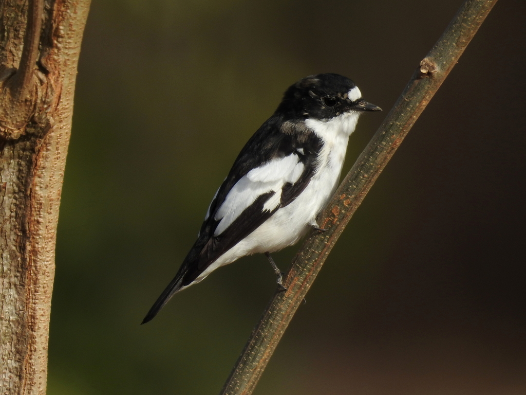 Papamoscas Cerrojillo