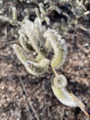 Salix gracilistyla