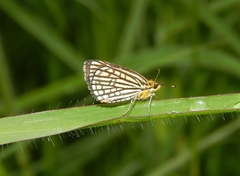Metisella willemi