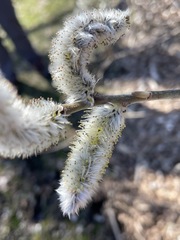 Salix gracilistyla