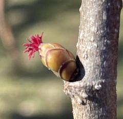 Corylus maxima