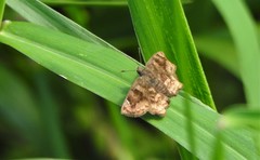 Nisoniades macarius