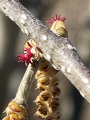 Corylus maxima