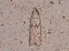 Myelopsis alatella