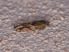 Pseudexentera haracana