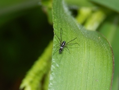 Microlinyphia sterilis